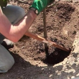 Sadnja stubastih stabala jabuka, na kojoj udaljenosti saditi jedno od drugog u otvorenom tlu, briga